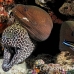 moray_honeycomb_ban_nmal_h_0091_mal2338.jpg